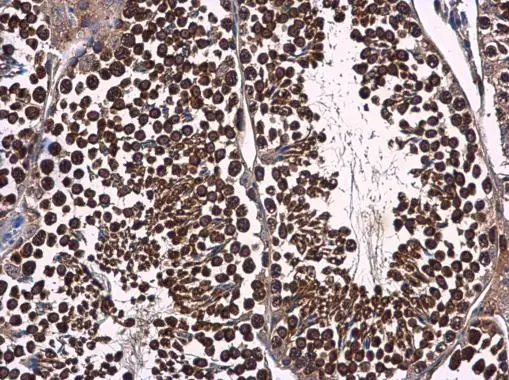 p23 antibody [N1C3] detects p23 protein at cytoplasm in mouse testis by immunohistochemical analysis. Sample: Paraffin-embedded mouse testis. p23 antibody [N1C3] (GTX106550) diluted at 1:500. 
 Antigen Retrieval: Citrate buffer, pH 6.0, 15 min