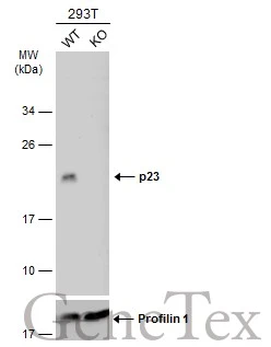 Wild-type (WT) and p23 knockout (KO) 293T cell extracts (30 μg) were separated by 12% SDS-PAGE, and the membrane was blotted with p23 antibody [N1C3] (GTX106550) diluted at 1:1000. The HRP-conjugated anti-rabbit IgG antibody (GTX213110-01) was used to detect the primary antibody.