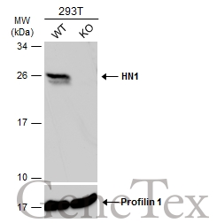 Wild-type (WT) and HN1 knockout (KO) 293T cell extracts (30 μg) were separated by 12% SDS-PAGE, and the membrane was blotted with HN1 antibody (GTX106585) diluted at 1:1000. The HRP-conjugated anti-rabbit IgG antibody (GTX213110-01) was used to detect the primary antibody.