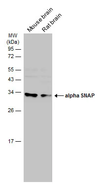 Various tissue extracts (50 μg) were separated by 12% SDS-PAGE, and the membrane was blotted with alpha SNAP antibody [N2C3] (GTX106626) diluted at 1:5000. The HRP-conjugated anti-rabbit IgG antibody (GTX213110-01) was used to detect the primary antibody.