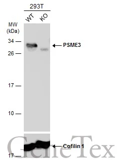 Wild-type (WT) and PSME3 knockout (KO) 293T cell extracts (30 μg) were separated by 12% SDS-PAGE, and the membrane was blotted with PSME3 antibody (GTX106722) diluted at 1:2000. The HRP-conjugated anti-rabbit IgG antibody (GTX213110-01) was used to detect the primary antibody.
