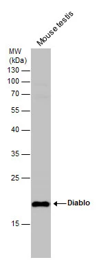 Mouse tissue extract (50 μg) was separated by 12% SDS-PAGE, and the membrane was blotted with Diablo antibody [N1C3] (GTX106746) diluted at 1:500.