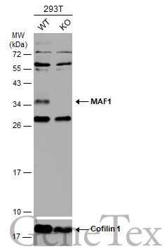 Wild-type (WT) and MAF1 knockout (KO) 293T cell extracts (30 μg) were separated by 12% SDS-PAGE, and the membrane was blotted with MAF1 antibody (GTX106776) diluted at 1:1000. The HRP-conjugated anti-rabbit IgG antibody (GTX213110-01) was used to detect the primary antibody, and the signal was developed with Trident ECL plus-Enhanced.