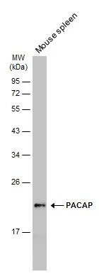 Mouse tissue extract (50 μg) was separated by 12% SDS-PAGE, and the membrane was blotted with PACAP antibody [N1C3] (GTX106794) diluted at 1:500. The HRP-conjugated anti-rabbit IgG antibody (GTX213110-01) was used to detect the primary antibody, and the signal was developed with Trident ECL plus-Enhanced.
