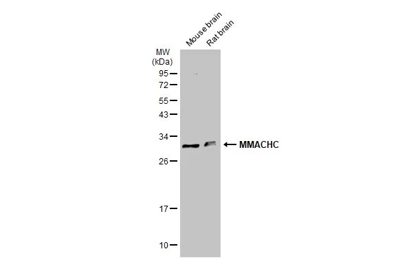 MMACHC antibody [N1C2]