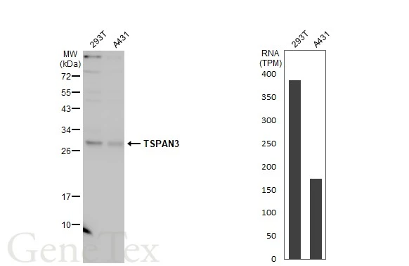 Various whole cell extracts (30 μg) were separated by 12% SDS-PAGE, and the membrane was blotted with TSPAN3 antibody (GTX106868) diluted at 1:1000. The HRP-conjugated anti-rabbit IgG antibody (GTX213110-01) was used to detect the primary antibody, and the signal was developed with Trident ECL plus-Enhanced. Corresponding RNA expression data for the same cell lines are based on Human Protein Atlas program.