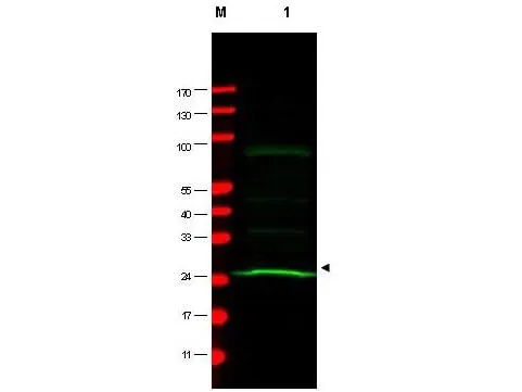 WB analysis of HeLa whole cell lysate using GTX10691 MAD2L1 antibody [17D10]. Loading : 75 microg Dilution : 1:200