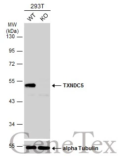 Wild-type (WT) and TXNDC5 knockout (KO) 293T cell extracts (30 μg) were separated by 10% SDS-PAGE, and the membrane was blotted with TXNDC5 antibody (GTX106914) diluted at 1:1000. The HRP-conjugated anti-rabbit IgG antibody (GTX213110-01) was used to detect the primary antibody.
