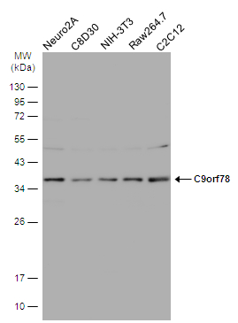 C9orf78 antibody [N1C2]