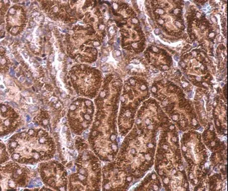 BZW2 antibody detects BZW2 protein at cytosol on mouse kidney by immunohistochemical analysis. Sample: Paraffin-embedded mouse kidney. BZW2 antibody (GTX106985) dilution: 1:500.
Antigen Retrieval: Trilogy? (EDTA based, pH 8.0) buffer, 15min