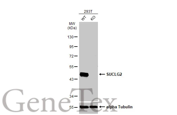 Wild-type (WT) and SUCLG2 knockout (KO) 293T cell extracts (30 μg) were separated by 10% SDS-PAGE, and the membrane was blotted with SUCLG2 antibody (GTX107002) diluted at 1:500. The HRP-conjugated anti-rabbit IgG antibody (GTX213110-01) was used to detect the primary antibody.