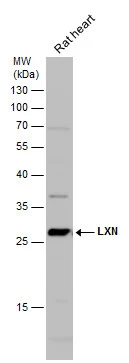 Rat tissue extract (50 μg) was separated by 12% SDS-PAGE, and the membrane was blotted with LXN antibody [N1C3] (GTX107116) diluted at 1:1000. The HRP-conjugated anti-rabbit IgG antibody (GTX213110-01) was used to detect the primary antibody.