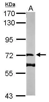 Sample (50 ug of whole cell lysate) A: Mouse brain 7.5% SDS PAGE GTX107160 diluted at 1:1000