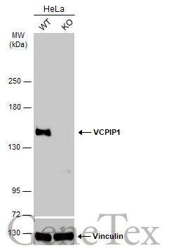 VCPIP1 antibody [C2C3], C-term