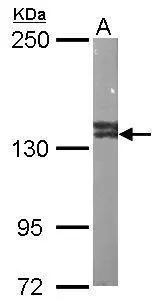 VCPIP1 antibody [C2C3], C-term