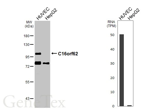 C16orf62 antibody