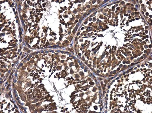 FIP200 antibody [N1N2], N-term detects FIP200 protein at cytoplasm in mouse testis by immunohistochemical analysis. Sample: Paraffin-embedded mouse testis. FIP200 antibody [N1N2], N-term (GTX107387) diluted at 1:500. 
 Antigen Retrieval: Citrate buffer, pH 6.0, 15 min