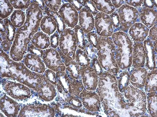 Acylglycerol kinase antibody detects Acylglycerol kinase protein at mitochondria on mouse kidney by immunohistochemical analysis. Sample: Paraffin-embedded mouse kidney. Acylglycerol kinase antibody (GTX107413) diluted at 1:500. 
 Antigen Retrieval: Trilogy? (EDTA based, pH 8.0) buffer, 15min