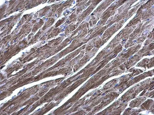 Acylglycerol kinase antibody detects Acylglycerol kinase protein at cytoplasm on mouse heart by immunohistochemical analysis. Sample: Paraffin-embedded mouse heart. Acylglycerol kinase antibody (GTX107413) diluted at 1:500. 
 Antigen Retrieval: Trilogy? (EDTA based, pH 8.0) buffer, 15min
