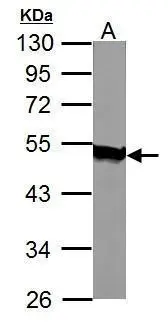 Acylglycerol kinase antibody detects Acylglycerol kinase protein by western blot analysis. A. 50 μg mouse heart lysate/extract 10% SDS-PAGE Acylglycerol kinase antibody (GTX107413) dilution: 1:1000 The HRP-conjugated anti-rabbit IgG antibody (GTX213110-01) was used to detect the primary antibody.