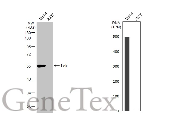 Various whole cell extracts (30 μg) were separated by 10% SDS-PAGE, and the membrane was blotted with Lck antibody [N1C1] (GTX107432) diluted at 1:1000. The HRP-conjugated anti-rabbit IgG antibody (GTX213110-01) was used to detect the primary antibody. Corresponding RNA expression data for the same cell lines are based on Human Protein Atlas program.