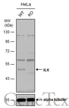 Wild-type (WT) and ILK knockout (KO) HeLa cell extracts (30 μg) were separated by 10% SDS-PAGE, and the membrane was blotted with ILK antibody [N1C1-2] (GTX107443) diluted at 1:500. The HRP-conjugated anti-rabbit IgG antibody (GTX213110-01) was used to detect the primary antibody.