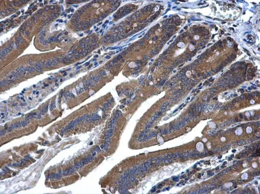 MEK6 antibody [N1C3] detects MEK6 protein at cytoplasm and nucleus in mouse duodenum by immunohistochemical analysis. Sample: Paraffin-embedded mouse duodenum. MEK6 antibody [N1C3] (GTX107445) diluted at 1:500. 
 Antigen Retrieval: Citrate buffer, pH 6.0, 15 min
