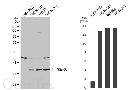 Various whole cell extracts (30 μg) were separated by 10% SDS-PAGE, and the membrane was blotted with MEK6 antibody [N1C3] (GTX107445) diluted at 1:1000. The HRP-conjugated anti-rabbit IgG antibody (GTX213110-01) was used to detect the primary antibody. Corresponding RNA expression data for the same cell lines are based on Human Protein Atlas program.