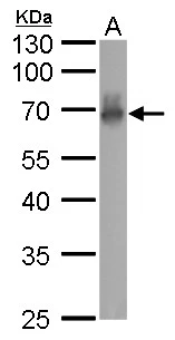 CaMKI gamma antibody
