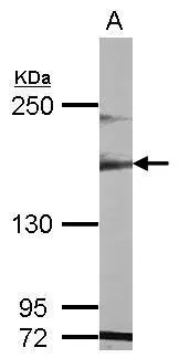 MAST1 antibody [N2N3]
