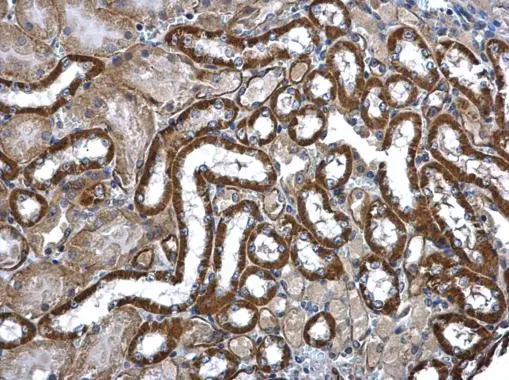 MEK3 antibody [N1C3] detects MEK3 protein at cytoplasm in mouse kidney by immunohistochemical analysis. Sample: Paraffin-embedded mouse kidney. MEK3 antibody [N1C3] (GTX107529) diluted at 1:500. 
 Antigen Retrieval: Citrate buffer, pH 6.0, 15 min