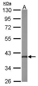 Sample (50 ug of whole cell lysate) A: mouse liver 10% SDS PAGE GTX107529 diluted at 1:500