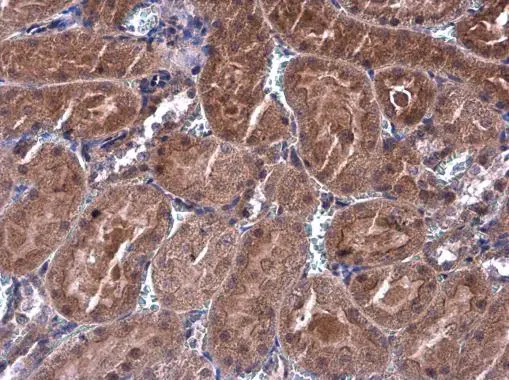 p70 S6K antibody detects RPS6KB1 protein at cytoplasm in rat kidney by immunohistochemical analysis. Sample: Paraffin-embedded rat kidney. p70 S6K antibody (GTX107562) diluted at 1:500. 
 Antigen Retrieval: Citrate buffer, pH 6.0, 15 min
