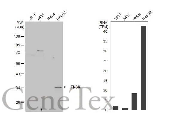 Various whole cell extracts (30 μg) were separated by 10% SDS-PAGE, and the membrane was blotted with FN3K antibody [N1C3-2] (GTX107579) diluted at 1:1000. The HRP-conjugated anti-rabbit IgG antibody (GTX213110-01) was used to detect the primary antibody. Corresponding RNA expression data for the same cell lines are based on Human Protein Atlas program.