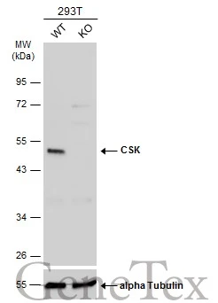 Wild-type (WT) and CSK knockout (KO) 293T cell extracts (30 μg) were separated by 10% SDS-PAGE, and the membrane was blotted with CSK antibody (GTX107602) diluted at 1:500. The HRP-conjugated anti-rabbit IgG antibody (GTX213110-01) was used to detect the primary antibody, and the signal was developed with Trident ECL plus-Enhanced.