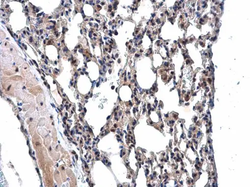 MPP3 antibody [N1C1] detects MPP3 protein at cytoplasm and nucleus in mouse lung by immunohistochemical analysis. Sample: Paraffin-embedded mouse lung. MPP3 antibody [N1C1] (GTX107608) diluted at 1:500. 
 Antigen Retrieval: Citrate buffer, pH 6.0, 15 min