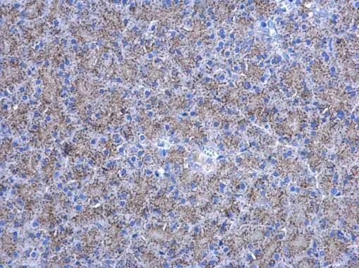 Adenylate kinase 2 antibody [N1C3] detects Adenylate kinase 2 protein at mitochondria in rat pancreas by immunohistochemical analysis. Sample: Paraffin-embedded rat pancreas. Adenylate kinase 2 antibody [N1C3] (GTX107613) diluted at 1:500. 
 Antigen Retrieval: Citrate buffer, pH 6.0, 15 min