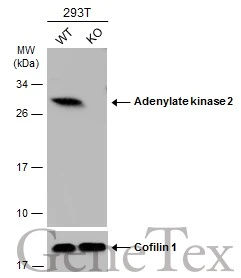 Wild-type (WT) and Adenylate kinase 2 knockout (KO) 293T cell extracts (30 μg) were separated by 12% SDS-PAGE, and the membrane was blotted with Adenylate kinase 2 antibody (GTX107613) diluted at 1:1000. The HRP-conjugated anti-rabbit IgG antibody (GTX213110-01) was used to detect the primary antibody.