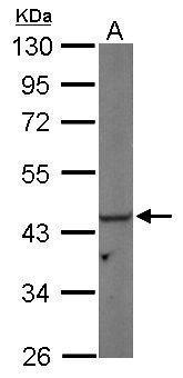 Non-transfected (�) and transfected (+) 293T whole cell extracts (30 ug) were separated by 10% SDS-PAGE,and the membrane was blotted with PGK1 antibody (GTX107614) diluted at 1:1000.