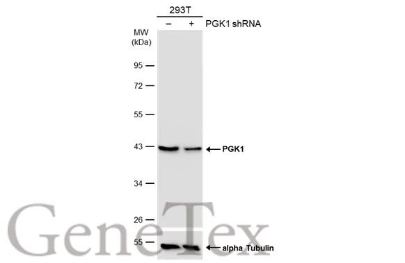 Non-transfected (�) and transfected (+) 293T whole cell extracts (30 ug) were separated by 10% SDS-PAGE,and the membrane was blotted with PGK1 antibody (GTX107614) diluted at 1:1000.
