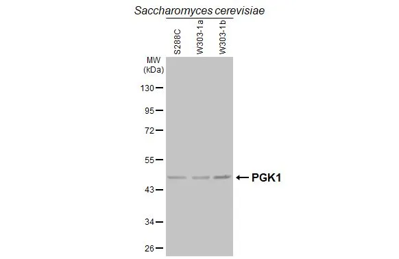 Anti-PGK1 antibody (GTX107614) | GeneTex