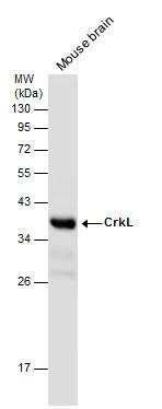 Mouse tissue extract (50 μg) was separated by 12% SDS-PAGE, and the membrane was blotted with CrkL antibody (GTX107677) diluted at 1:1000. The HRP-conjugated anti-rabbit IgG antibody (GTX213110-01) was used to detect the primary antibody.