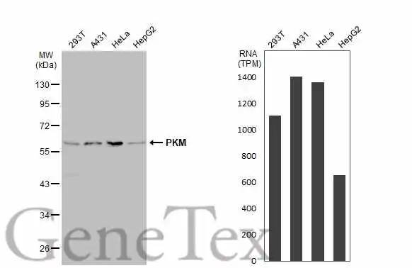 Various whole cell extracts (30 μg) were separated by 10% SDS-PAGE, and the membrane was blotted with PKM antibody (GTX107681) diluted at 1:1000. The HRP-conjugated anti-rabbit IgG antibody (GTX213110-01) was used to detect the primary antibody. Corresponding RNA expression data for the same cell lines are based on Human Protein Atlas program.