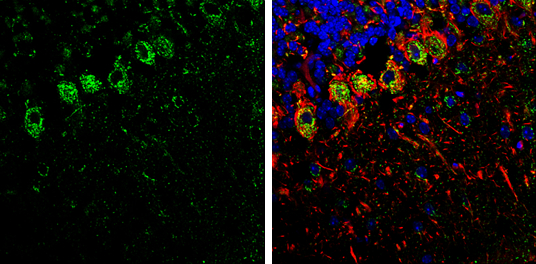 SHANK1 antibody [C3], C-term detects SHANK1 Protein expression by immunohistochemical analysis. Sample: Frozen-sectioned adult mouse cerebellum. Green: SHANK1 stained by SHANK1 antibody [C3], C-term (GTX107701) diluted at 1:250. Red: NF-H, stained by NF-H antibody [GT114] (GTX634289) diluted at 1:500. Blue: Fluoroshield with DAPI (GTX30920). 
 Antigen Retrieval: Citrate buffer, pH 6.0, 10 min