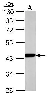 FOXP3 antibody [C3], C-term