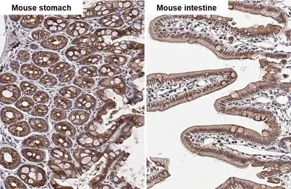 GPR30 antibody [C2C3], C-term detects GPR30 protein by immunohistochemical analysis. Sample: Paraffin-embedded mouse tissues. GPR30 stained by GPR30 antibody [C2C3], C-term (GTX107748) diluted at 1:500. Antigen Retrieval: Citrate buffer, pH 6.0, 15 min