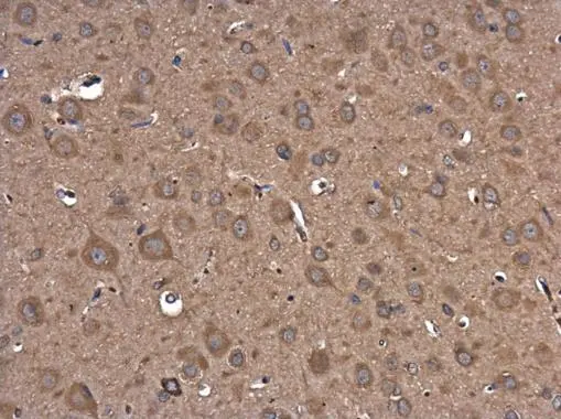 PI3 kinase p101 antibody [C2C3-2], C-term