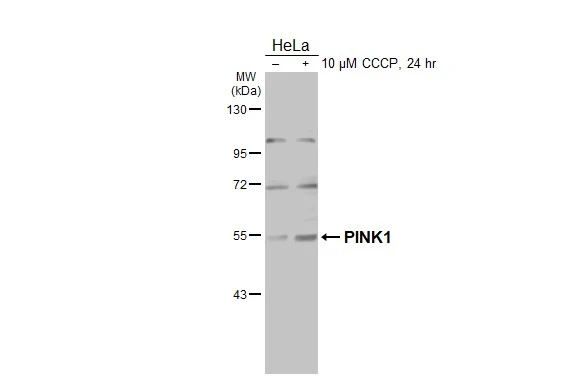 PINK1 antibody [N3C3]