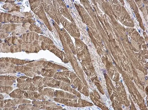 CKMT2 antibody [N3C3] detects CKMT2 protein at cytoplasm on mouse muscle by immunohistochemical analysis. Sample: Paraffin-embedded mouse muscle. CKMT2 antibody [N3C3] (GTX107874) diluted at 1:500. 
 Antigen Retrieval: Trilogy? (EDTA based, pH 8.0) buffer, 15min