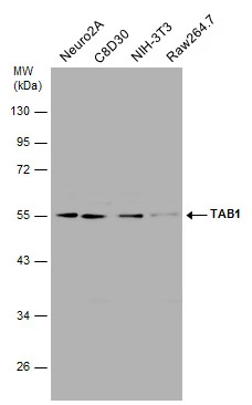 Various whole cell extracts (30 μg) were separated by 10% SDS-PAGE, and the membrane was blotted with TAB1 antibody (GTX107892) diluted at 1:500.